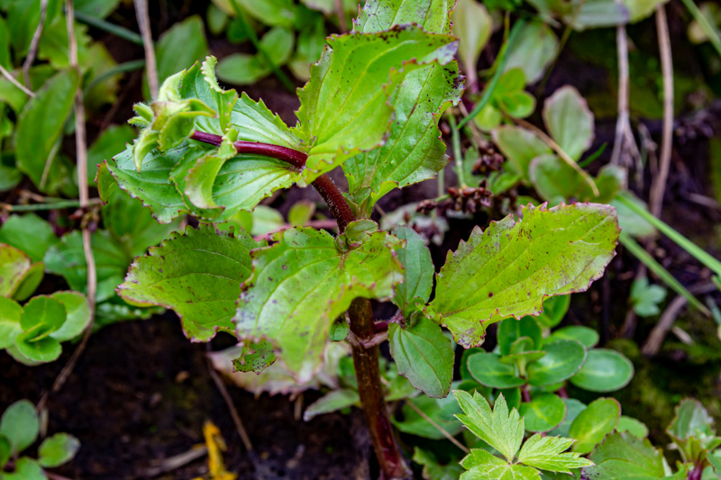 Erythranthe guttata = minulus guttatus  (Phrymaceae)